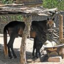 Animal breeds originating in Senegal