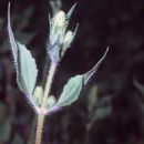 Iva annua