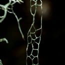 Lichens of Subarctic America