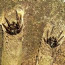 Spiders described in the 20th century