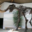 Extinct animals by continent