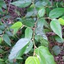 Taxa named by Barbara Ann Whitlock