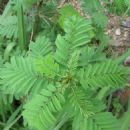 Flora of Sinaloa