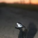 Black-necked spitting cobra