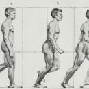 Anatomical terms of motion