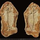 Triassic amphibians