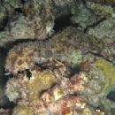 Taxa named by Carl Semper
