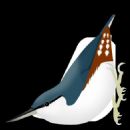 Endemic birds of Russia