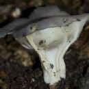 Fungi described in 1953