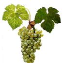 Viognier