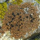 Lichens described in 1805