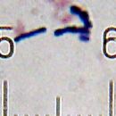 Bacteria described in 1969