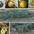 Plants used in traditional Native American medicine