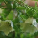 Codonopsis