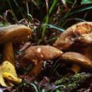 Fungi described in 1958