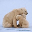 Polar bear