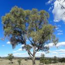 Taxa by Australian author