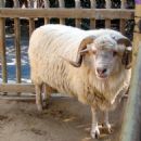 Animal breeds originating in the Americas