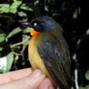 Taxa named by Brian K. Schmidt