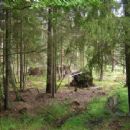 Białowieża Forest