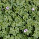 Flora of the Pyrenees