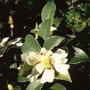 Taxa named by Clarke Abel