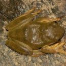 Biota of Nigeria