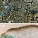 Taxa named by Helge Thorsten Lumbsch