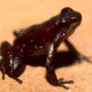 Taxa named by Gilson Rivas