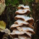 Taxa named by Heinrich Schrader (botanist)