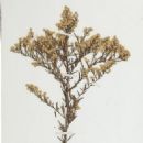 Taxa named by Edward Sandford Burgess
