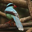 Birds of Nepal