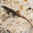 Podarcis levendis