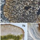 Taxa named by Ana Crespo