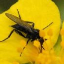 Insects described in the 20th century