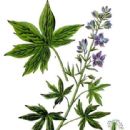 Taxa named by Édouard Spach