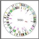 Bacteria described in 1983