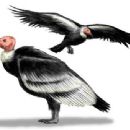 Neogene birds of North America