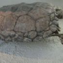 Late Triassic reptiles of Europe