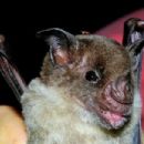 Bats of Central America