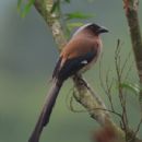 Birds of Eastern Himalaya