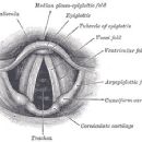 Vocal pedagogy