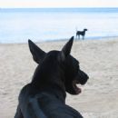 Animal breeds originating in Vietnam