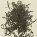Taxa named by Austin Mast