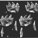 Taxa named by Denise Sigogneau-Russell