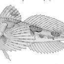 Taxa named by Charles Victor Burke