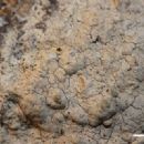 Taxa named by Anders Tehler