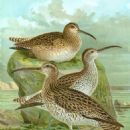 Druridge Bay curlew