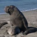 Biota of the Temperate Northern Pacific