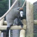 De Brazza's monkey